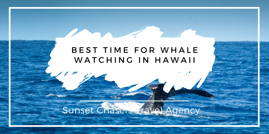 best-time-for-whale-watching-in-hawaii